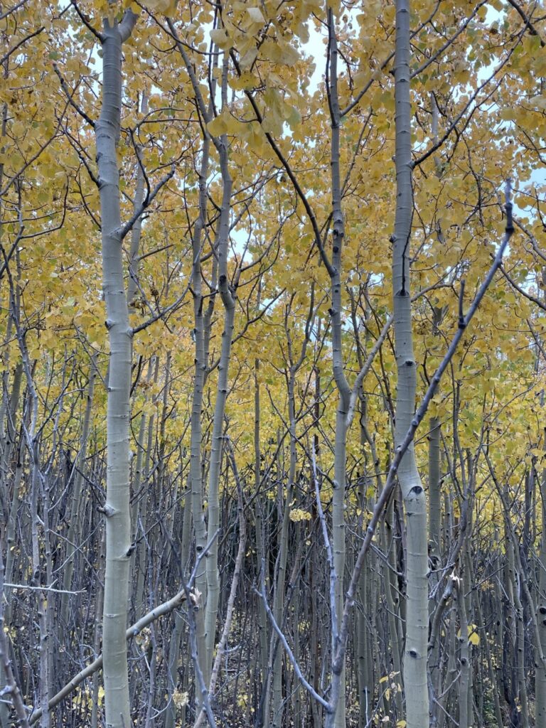 Tall trees with yellow leaves