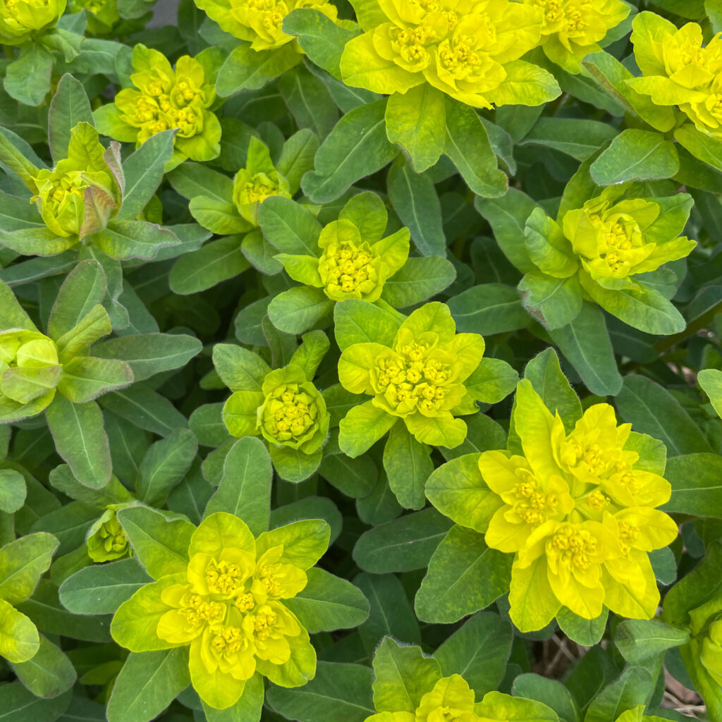 Close up of yellow flowers with green leaves